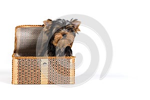 Yorkshire Terrier, York, puppy sitting in a box and looking at the camera