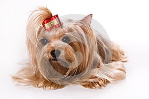 Yorkshire Terrier (Yorkie)