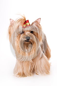 Yorkshire Terrier (Yorkie)
