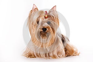 Yorkshire Terrier (Yorkie) photo