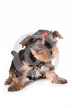 Yorkshire Terrier (Yorkie)
