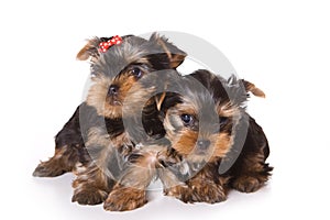 Yorkshire Terrier (Yorkie)