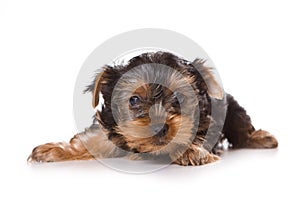 Yorkshire Terrier (Yorkie)