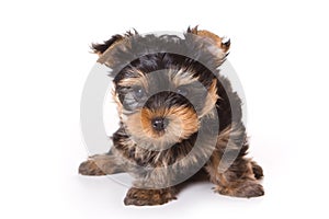 Yorkshire Terrier (Yorkie)
