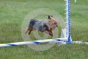 Yorkshire Terrier (Yorkie) at Dog Agility Trial