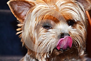 Yorkshire Terrier - Yorkie Dog Lick