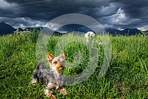 Yorkshire Terrier Yorkie and white Maltese dog waiting patiently to play in tall green grass