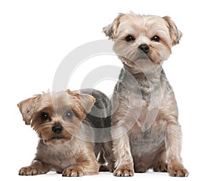 Yorkshire Terriers, 18 months old, sitting