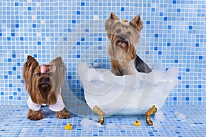 Yorkshire terriers are bathed in the bathroom