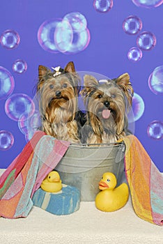 Yorkshire Terriers in a Bathtub