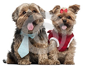 Yorkshire Terriers dressed up, 4 and a half