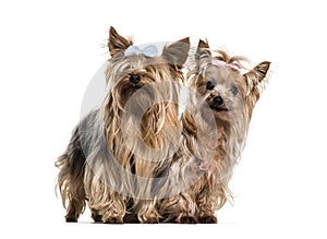 Yorkshire terriers wearing bows sitting against white background
