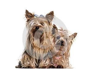 Yorkshire terriers wearing bows sitting against white background