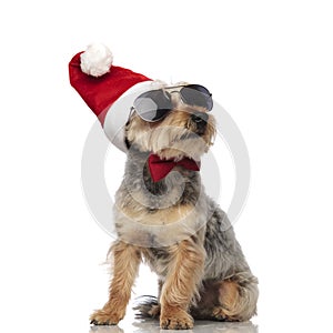 Yorkshire Terrierwearing Santa Claus hat, sunglasses and bow tie