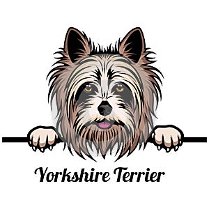 Yorkshire Yorkshire Terrier - dog breed. Color image of a dogs head isolated on a white background