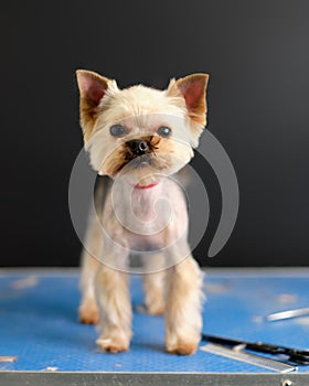 A Yorkshireman terrier stands on a grooming table