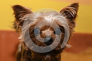 Yorky dog