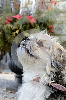 Yorky Dog Breed