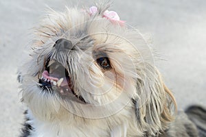 Yorky Dog Breed