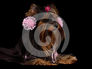 Yorky dog with pink accessories