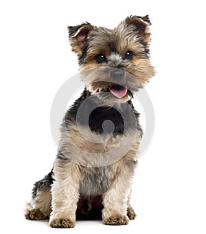 Yorshire Terrier sitting