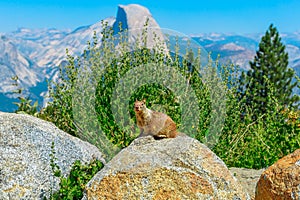 Yosemite American red squirrel