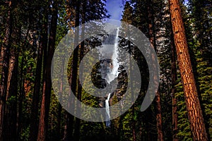 Yosemite Falls Among the Forest, Yosemite National Park, California