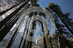 Yosemite Falls through the trees