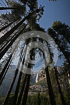 Yosemite Falls through trees