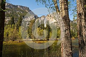Yosemite Falls Waterfall with Surrounding Forest and River