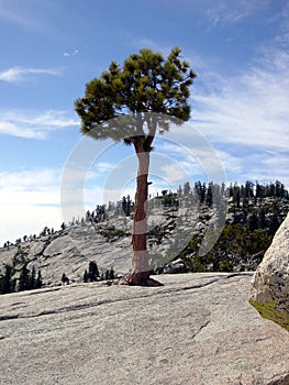 Yosemite lonely pine tree