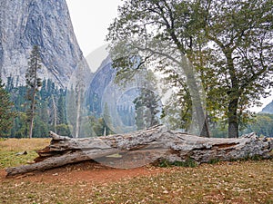 Yosemite national park, cliffs and granite rocky landscapes, giant sequoia and muir forest grove