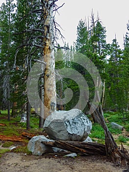 Yosemite National Park - Colorful dead tree trunk in dried up meadow in Yosemite National Park, California, USA