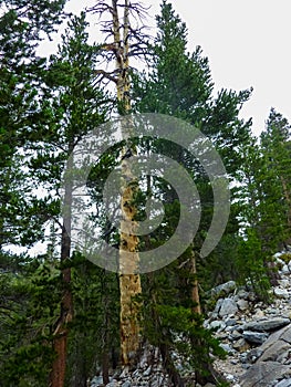 Yosemite National Park - Colorful dead tree trunk in dried up meadow in Yosemite National Park, California, USA