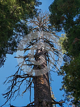 Yosemite national park, El Capitan cliffs and granite rocky landscapes, giant sequoia and muir forest grove