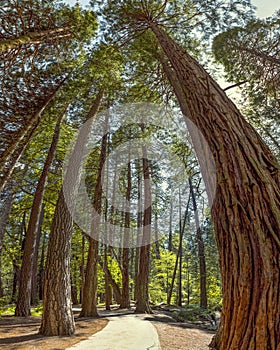 Yosemite National Park - Mariposa Grove Redwoods - California