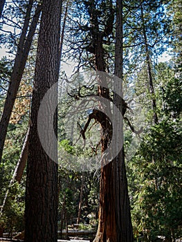 Yosemite national park, Tunnel view, El Capitan cliffs and granite rocky landscapes, giant sequoia and muir forest grove