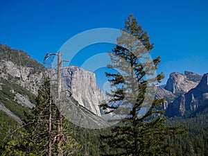 Yosemite national park, Tunnel view, El Capitan cliffs and granite rocky landscapes, giant sequoia and muir forest grove