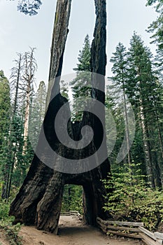 Yosemite National Park, USA- October 2022: View of the dead tunnel tree in Tuolumne Grove