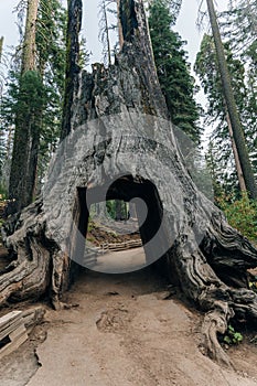 Yosemite National Park, USA- October 2022: View of the dead tunnel tree in Tuolumne Grove