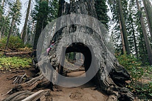 Yosemite National Park, USA- October 2022: View of the dead tunnel tree in Tuolumne Grove