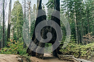 Yosemite National Park, USA- October 2022: View of the dead tunnel tree in Tuolumne Grove