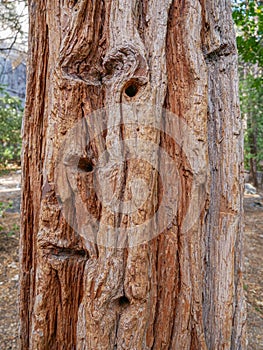 Yosemite national park, Waterfalls. El Capitan cliffs and granite rocky landscapes, giant sequoia and muir forest grove