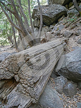 Yosemite national park, Waterfalls. El Capitan cliffs and granite rocky landscapes, giant sequoia and muir forest grove