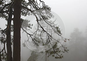 Yosemite Pines in in foggy winter
