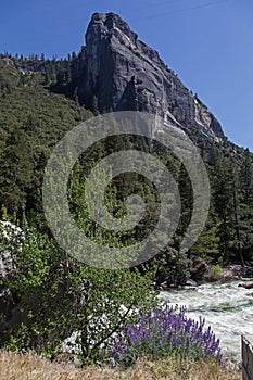 Yosemite River and flowers photo