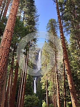 Yosemite Waterfalls behind Sequoias