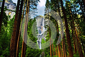 Yosemite Waterfalls behind Sequoias in Yosemite National Park,California photo