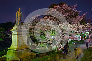 Yoshida Shigeruzo and cherry photo