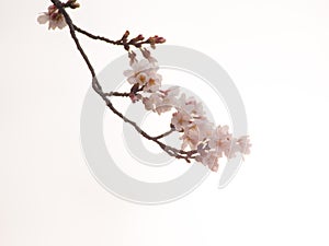 Yoshino cherry blossoms and blanch in the sky background